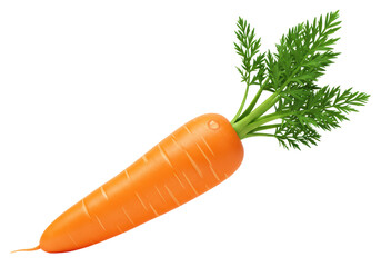 Isolated Fresh Organic Carrot with Green Leaves