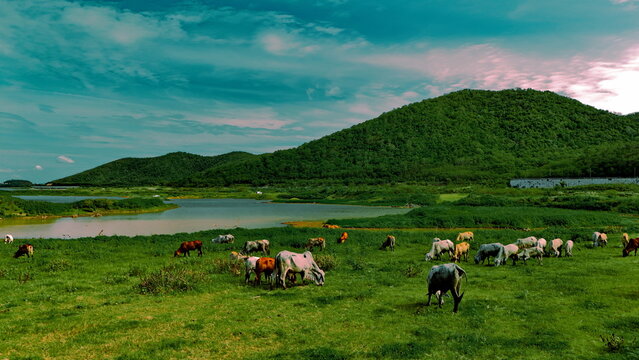 aerial photography ducumentary Herd of cows grazing on the meadow near the lake at sunset 
