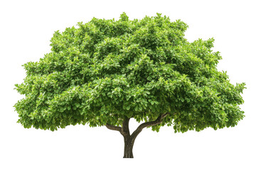 A lush green deciduous tree with a full canopy of leaves isolated on transparent background