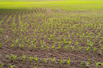 Maisfeld im Juni ,Schleswig-Holstein, Deutschland