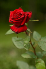 red rose with water drops