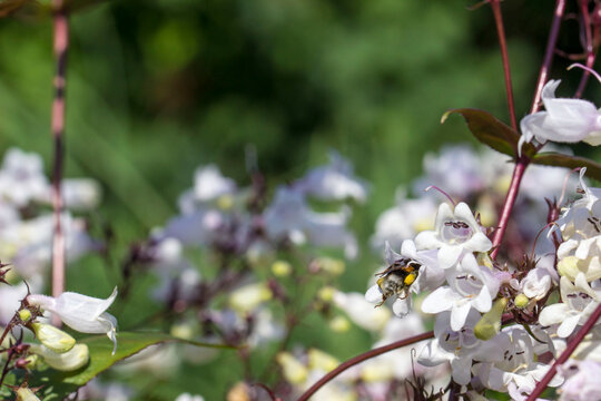 Penstemon is pollinated by insects. colorful macro photo of a flower. close-up. natural screensaver. wildlife photo.