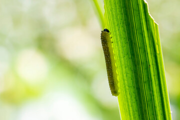 a caterpillar crawling on a green leaf. colorful macro photo of an insect. close-up. natural screensaver.