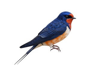Isolated Barn Swallow Perched with Vivid Plumage