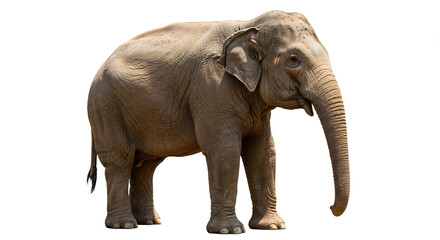 Obraz premium elephant isolated on white background