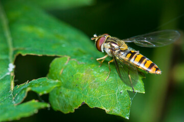 Obraz premium Helophilus on a green leaf. colorful macro photo of an insect. close-up. natural screensaver.