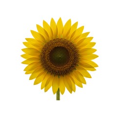 Fototapeta premium A vibrant sunflower, basking in sunlight, showcases its intricate beauty, symbolizing joy and positivity.