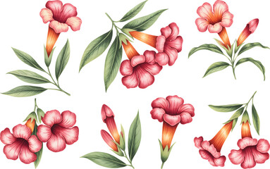 Pink trumpet flowers with green leaves in botanical watercolor style. Watercolor floral set of trumpet flowers with leaves on white background.