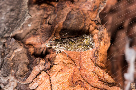 willow silkworm on tree bark. colorful macro photo of an insect. close-up. nature screensaver.