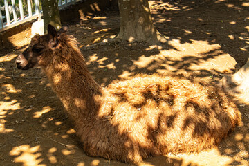 Cute sitting llama with thick wool in zoo field