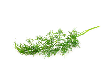 Dill isolated on white background. Fresh organic greens. Dill plantation. Dill leaves. Bunch of spring young dill. Vitamins. Fiber. Aromatic culinary spice.