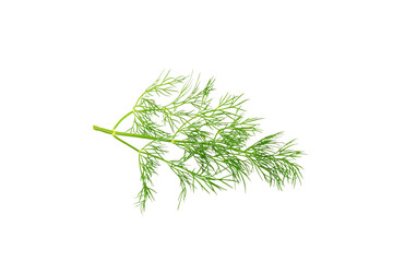 Dill isolated on white background. Fresh organic greens. Dill plantation. Dill leaves. Bunch of spring young dill. Vitamins. Fiber. Aromatic culinary spice.