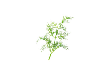 Dill isolated on white background. Fresh organic greens. Dill plantation. Dill leaves. Bunch of spring young dill. Vitamins. Fiber. Aromatic culinary spice.