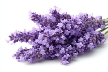Obraz premium Beautiful bouquet of purple lavender flowers isolated on a clean background, showcasing intricate details of the blossoms and stems perfect for floral arrangements and relaxation