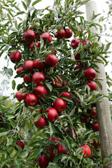 Ripe red apples hanging on a tree branch in a lush orchard during late summer