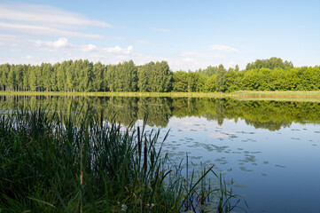 Scenic summer landscape with calm river and green reeds