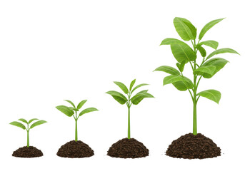 Isolated Stages of Plant Growth from Seedling to Mature Plant