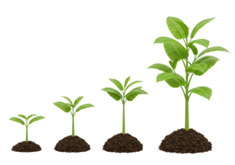 Isolated Stages of Plant Growth from Seedling to Mature Plant