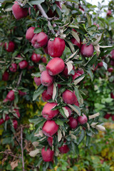 Red apples hang from branches in a lush orchard during the autumn harvest season