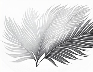 Obraz premium white palm leaf silhouette isolated on white background