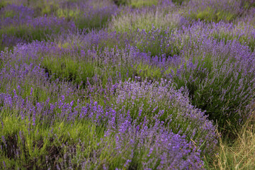 Organized Purple Lavender Field with Geometric Row Pattern