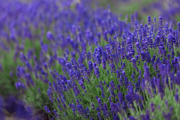 Purple Lavender Flowers Blooming in Summer Field