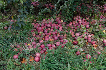 Apples scattered on the ground under trees in an orchard during autumn harvest season