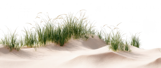 grasses growing on top of sand dunes, isolated on a white background, png, transparent