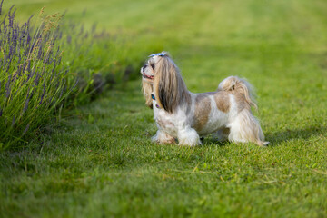 Playful Shih Tzu Dog on Green Grass