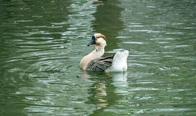 Beautiful Goose gracefully swims in calm water. Close-up view showcasing its unique plumage and...