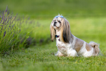 Playful Shih Tzu Dog on Green Grass