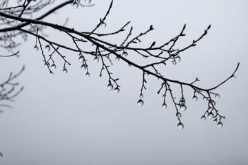 Raindrops gather on bare tree branches during a cloudy winter afternoon