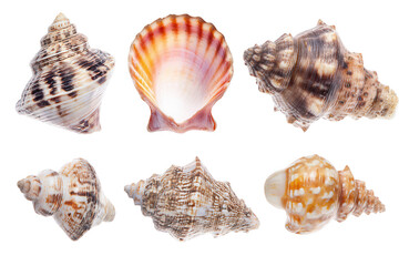 Obraz premium Set of various sea shells isolated on a white background, png, transparent
