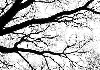 Black Branches on White Background