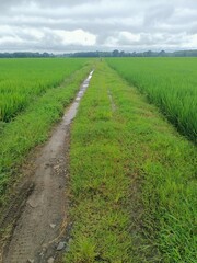 view of green rice fields