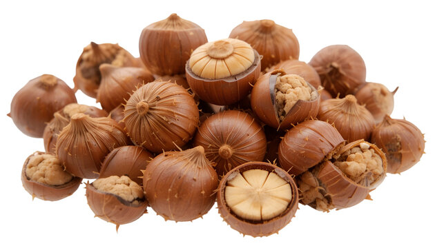A delightful pile of opened and closed chinquapin nuts showcases the fall harvest bounty on a stark transparent background.