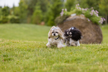 Two Playful Shih Tzu Dogs on Green Grass