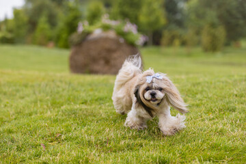 Playful Shih Tzu Dog on Green Grass