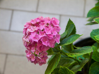 ortensia rosa