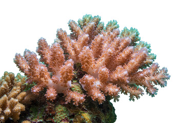 Isolated Branching Coral with Textured Surface and Muted Colors