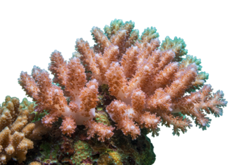 Isolated Branching Coral with Textured Surface and Muted Colors