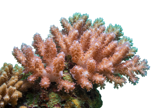 Isolated Branching Coral with Textured Surface and Muted Colors