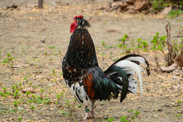 Striking rooster stands proudly in an outdoor setting. Detailed view showcasing its vibrant plumage and confident posture on a dirt ground. Farm life