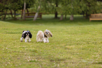 Two Playful Shih Tzu Dogs on Green Grass