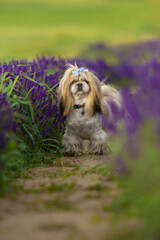 Beautiful Shih Tzu Dog Portrait on Path with Lavender Bokeh Background