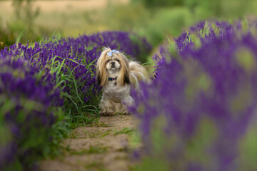 Adorable Shih Tzu Dog Sitting on Path Between Lavender Rows