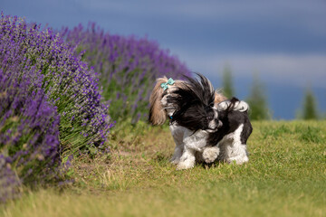Two Adorable Shih Tzu Dogs Playing Together in Lavender Field