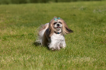Shih Tzu Dog On Green Grass Field