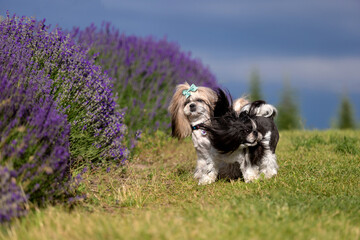 Two Adorable Shih Tzu Dogs Playing Together in Lavender Field