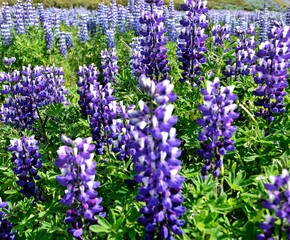 Lupines en los campos de Islandia durante el verano